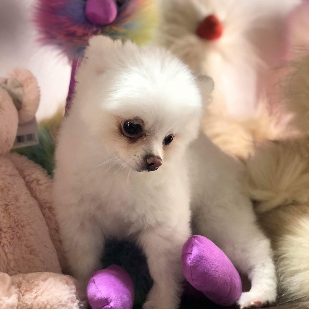 Meet your Posher, Mayra